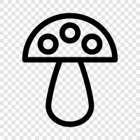 edible mushrooms, wild mushrooms, Shiitake mushrooms, enoki mushrooms icon svg