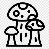 essbare Pilze, Pilze, Pilzzucht symbol