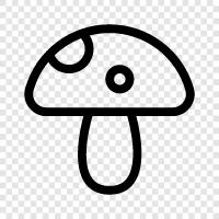 essbare Pilze, Pilze, Pilzsuche, Pilzidentifizierung symbol