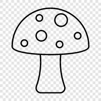 edible, edible mushrooms, wild, edible mushrooms for sale icon svg