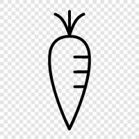 edible root, vegetable, dietary fiber, betacarotene icon svg