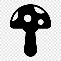 edible, edible mushrooms, wild mushrooms, edible fungi icon svg