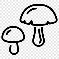 edible, fungus, edible fungi, wild mushroom icon svg