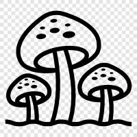 Essbar, Pilze, Agaricus, schwarze Trompete symbol