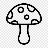 edible, wild, edible fungi, edible mushrooms icon svg