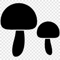 edible, food, culinary, fungi icon svg