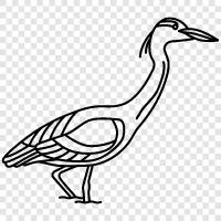 egrets, herons, grebes, cormorants icon svg