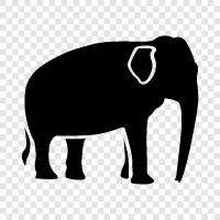 elephant, giant, endangered, habitat icon svg