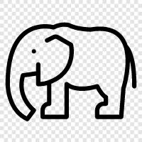 fil davranışı, elephant zeka, elephant bakım, elephant kocalık ikon svg