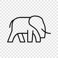 elephant habitat, elephant conservation, elephant population, elephant behavior icon svg