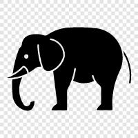 elephant, animal, wild, endangered icon svg