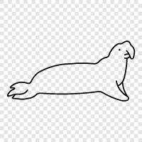 elephant seal, northern fur seal, fur seal, sea lion icon svg