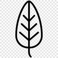 elm trees, elm leaflet, elm tree, elm icon svg