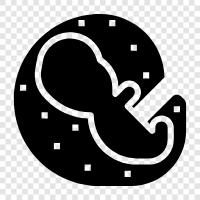 embryo, fetus, placenta, birth icon svg