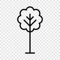 evergreen, trees, deciduous, cedar icon svg