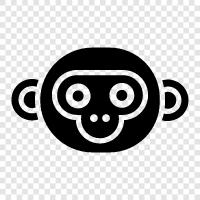 evolution, human face, gorilla, chimpanzee icon svg