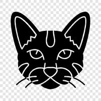 exotic cat, house cat, black cat, white cat icon svg