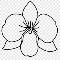 exotic, rare, exotic flowers, orchid cultivation icon svg