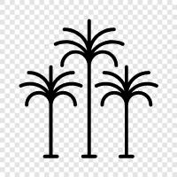 exotic, tropical, fronds, leaves icon svg