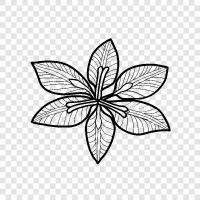 exotische, Blüten, Duft, exotische Blume symbol