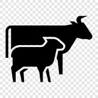 farm animal care, farm animal feeding, farm animal health, farm animal housing icon svg