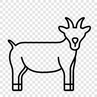 farm, farming, animal, pets icon svg