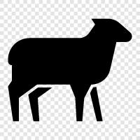 farming, wool, fleece, mutton icon svg