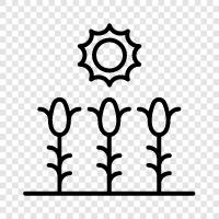 Tarım, Tarlalar, Crops, Harvest ikon svg