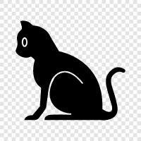 feline, house cat, pet cat, indoor cat icon svg