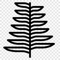 ferns, fern garden, ferns for sale, fern icon svg