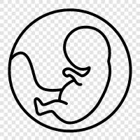 fertilization, zygote, embryo sac, blastocyst icon svg