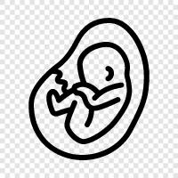fertilization, development, zygote, embryo icon svg