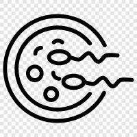 fertilization, eggs, sperm, ovaries icon svg