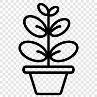 Ficus elastica, Feigen, Baum, grün symbol