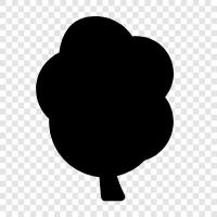 Ficus, Bonsai, Arboriculture, Planting icon svg