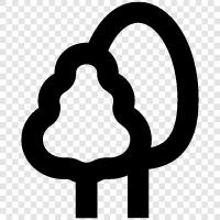 Ficus, Tree Plant, Ficus benjamina, Bonsai icon svg