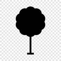 Ficus, Bonsai, Monocot, Palmen symbol