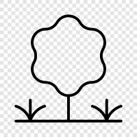 Ficus, Bonsai, Palm, Liana icon svg