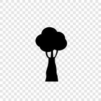 Ficus, Bonsai, palm, succulent icon svg