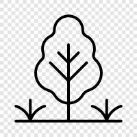 Ficus, Bonsai, Noel Ağacı, Arbor ikon svg