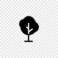 Ficus, Arborist, How to pr, Tree icon svg