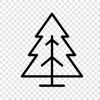 fir, conifer, pine, needles icon svg