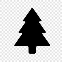 fir, trees, cones, needles icon svg