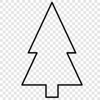 fir, spruce, Christmas tree, Fraser fir icon svg