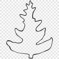 fir, needles, tree, Christmas icon svg