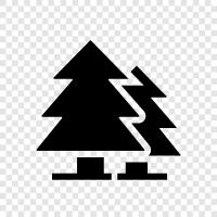 Fir, Pine, Christmas, Trees icon svg