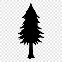 Fir, Christmas, Trees, National icon svg