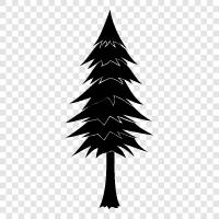 fir, Christmas, tree, needles icon svg