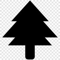 Fir, Fir tree, Fir trees for sale, Fir tree care icon svg