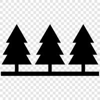 Fir, Christmas, Christmas trees, Christmas ornaments icon svg